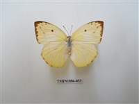 藏品(遷粉蝶)的圖片